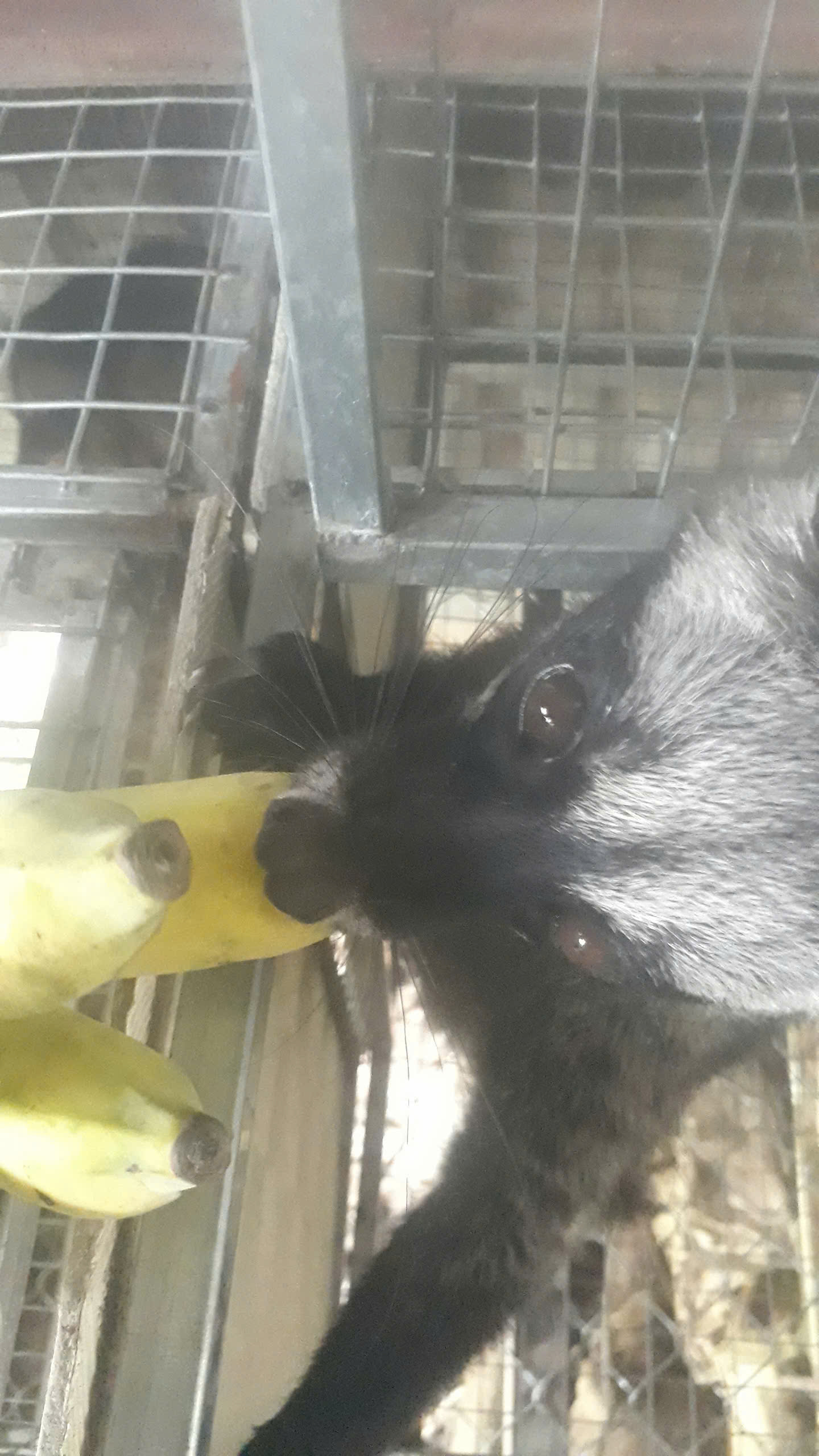 NUÔI CHỒN HƯƠNG CẢNH!