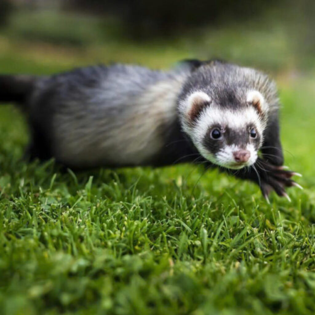 Chồn hương là loài động vật hoang dã, được sử dụng như một loại dược liệu quý hiếm. Không chỉ vậy, chồn hương còn được biết đến là món đặc sản thơm ngon, thịt ngọt và mềm nên rất được ưa chuộng trong các nhà hàng. Có nguồn gốc tự nhiên, nhu cầu sử dụng lại cao nên đầu ra của chồn hương khá ổn định. Để nuôi chồn hương chi phí thấp, lợi nhuận cao mời bà con tham khảo những bước kỹ thuật sau.