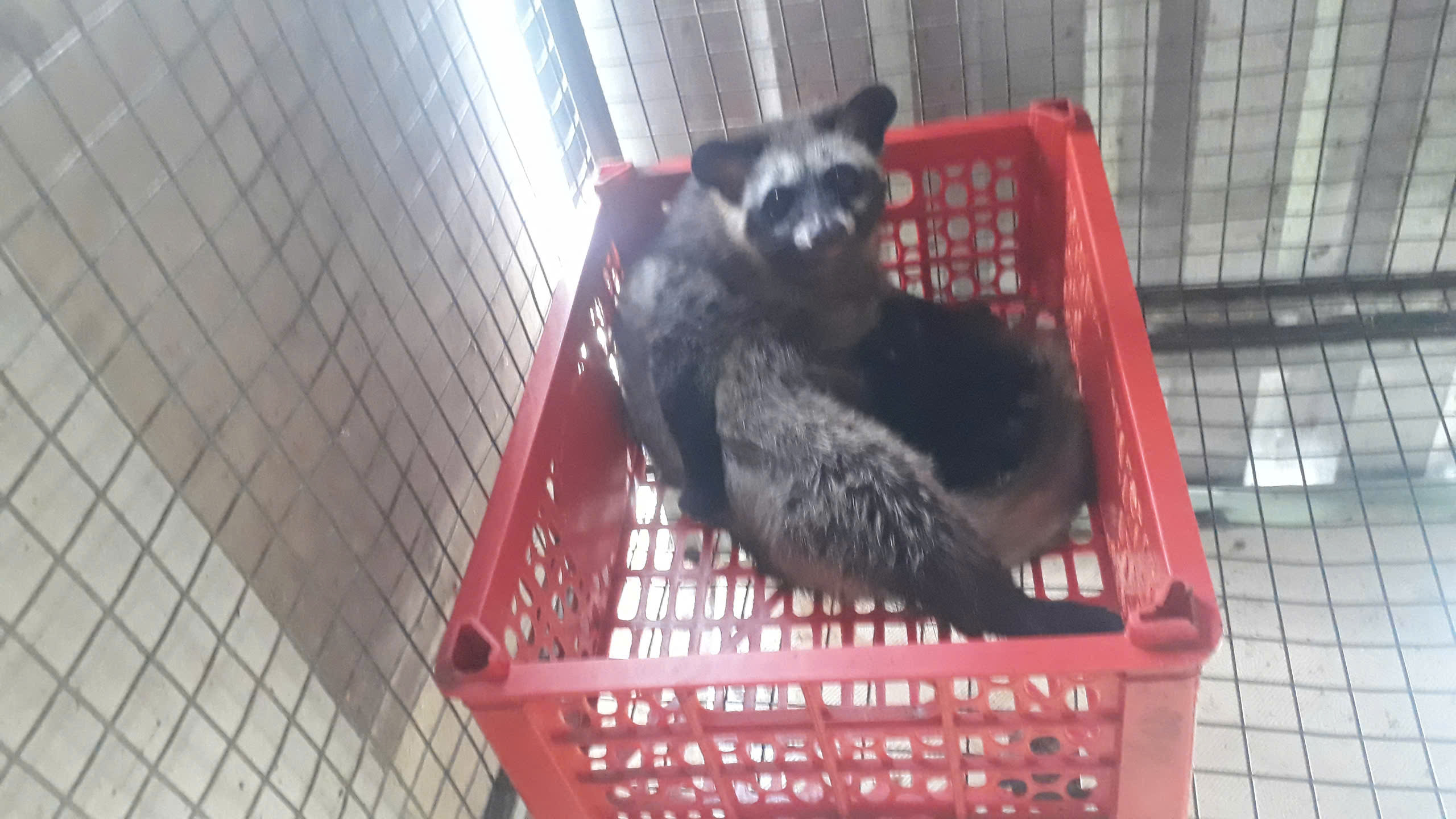 Làm giàu từ nuôi chồn hương