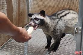 CHỒN HƯƠNG LÀ GÌ? GIÁ TRỊ NHƯ THẾ NÀO?