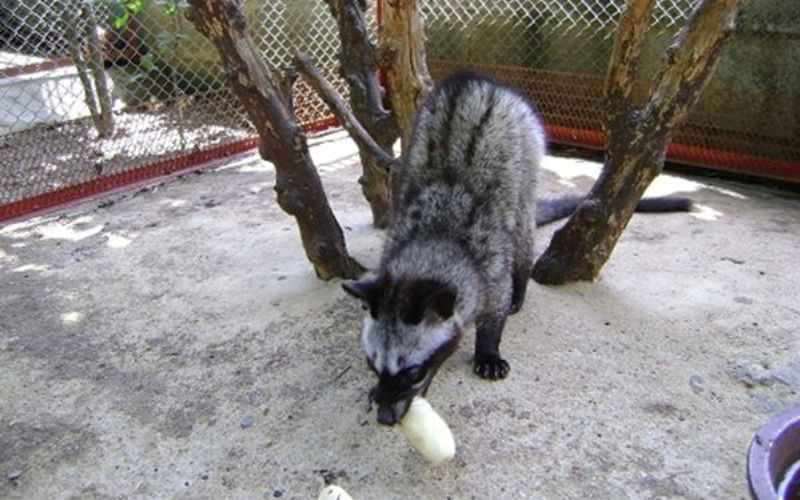 CHĂM SÓC CHỒN HƯƠNG KHOA HỌC!